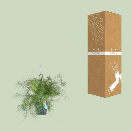 Spargel Sprengeri Hängend – Zimmerpflanze – Ø17cm x ↕35cm – Asparagus densiflorus – Federartiges Laub – Pflegeleichter Asparagus-Farn für Innenräume