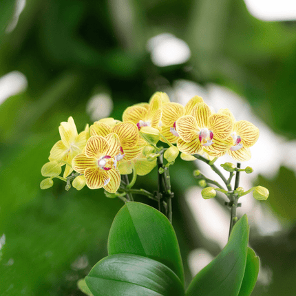 Orchideen Überraschungsbox – 4 Pflanzen Ø9cm – Frische Phalaenopsis Orchideen direkt vom Züchter – Pflegeleichte Zimmerpflanzen ohne Übertopf – Überraschungs-Mix