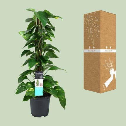 Efeutute Scindapsus Epipremnum – Ø19cm – ↕80cm – Pflegeleichte Rankpflanze & luftreinigende Zimmerpflanze – Große Grünpflanze für Wohnzimmer, Büro & Wintergarten