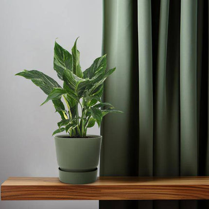 Einblatt Spathiphyllum Diamant – Friedenslilie Zimmerpflanze Ø12cm ↕40cm – pflegeleichte luftreinigende Grünpflanze mit weißen Blüten für Wohnzimmer Büro & Schlafzimmer