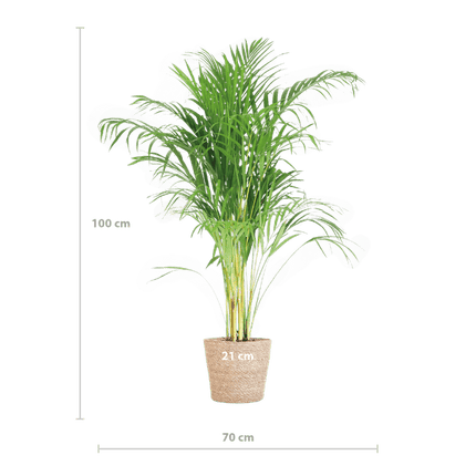 Areca-Palme Dypsis Goldfruchtpalme – Zimmerpflanze ↕100cm Ø21cm – Mit Natur-Korb Sofia Seegras Beige – Luftreinigende Tropenpflanze für Wohnzimmer & Büro