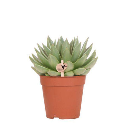 Sukkulente Echeveria Miranda Zimmerpflanze Ø12cm – pflegeleichte Sukkulente für Wohnzimmer, Büro & helle Standorte kaufen