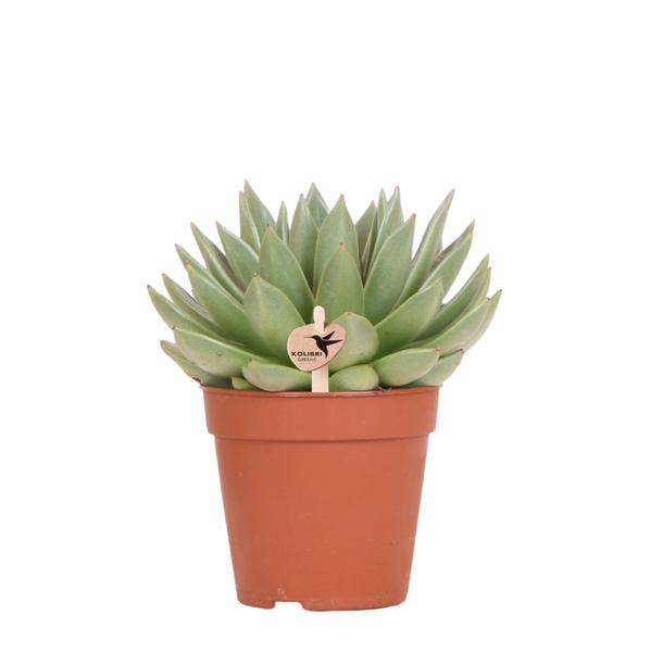 Sukkulente Echeveria Miranda Zimmerpflanze Ø12cm – pflegeleichte Sukkulente für Wohnzimmer, Büro & helle Standorte kaufen