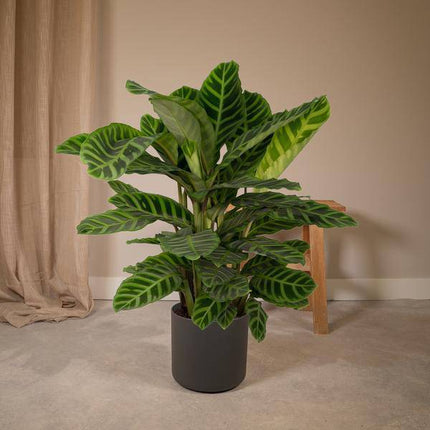 Calathea Zebrina – Pfauenpflanze – Zimmerpflanze – Ø19cm x ↕80cm – Tropische Blattpflanze mit Zebramuster – Luftreinigend & pflegeleicht – Für helle Innenräume