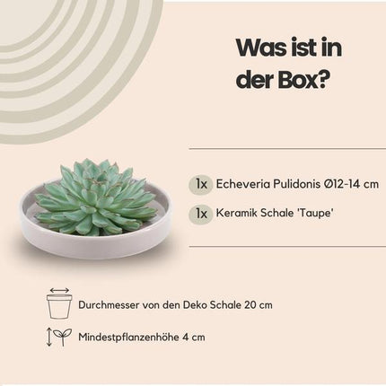 Sukkulente – Echeveria pulidonis ROOTLESS – Ø20cm Schale „Taupe“ – Zimmerpflanze ohne Wurzeln – Pflegeleichte Schnitt-Sukkulente als Tischdeko & Geschenkidee