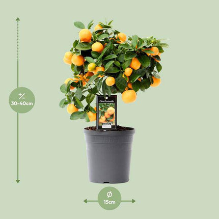 Orangenbaum – Citrus Calamondin – Calamondinorange – Zimmerpflanze Ø15cm – ca. 40cm hoch – duftende Blüten & dekorative Früchte – mediterrane Pflanze für Zuhause, Balkon & Terrasse