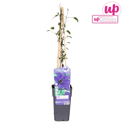 Waldrebe – Clematis 'The President' – Ø15cm – ↕65cm – Kletterpflanze mit lila Blüten – ideal für Pergolen, Zäune & Rankhilfen