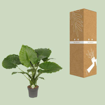 Elefantenohr – Alocasia gageana 'California' – tropische Zimmerpflanze – Ø21cm – ↕80cm – exotische Großpflanze mit dekorativen Blättern