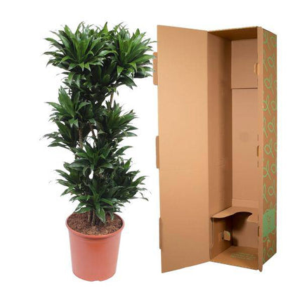Drachenbaum Dracaena Compacta – 140cm hoch – Ø30cm – Elegante Zimmerpflanze mit dichtem dunkelgrünem Blattwerk – pflegeleicht – für Zimmer & Büro