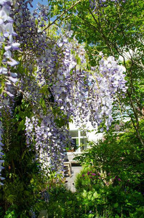 Chinesischer Duft-Blauregen – Wisteria sinensis 'Caroline' – 2 Pflanzen – Ø15cm – ca. 65cm hoch – Winterharte Kletterpflanze mit blau-lila Blütentrauben für Garten, Pergola & Zaun