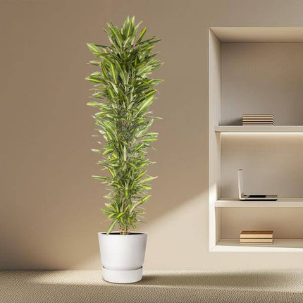 Drachenbaum – Dracaena Cintho 210cm – Ø40cm – XXL Zimmerpflanze mit zweifarbig grünen Blättern – Pflegeleichte Grünpflanze für Wohnzimmer, Büro & Wintergarten