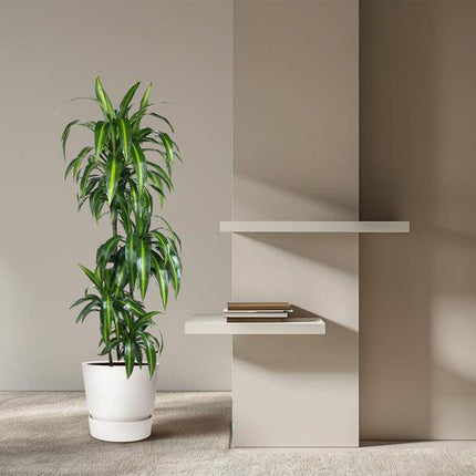 Drachenbaum – Dracaena Hawaiiana 180cm – Ø24cm – Elegante Zimmerpflanze mit hellgrünen glänzenden Blättern – Pflegeleichte Grünpflanze für Wohnzimmer, Büro & Wintergarten