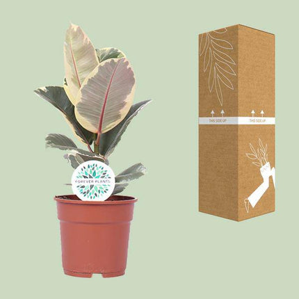 Gummibaum – Ficus Elastica Tineke – Zimmerpflanze – Ø17cm – ca. 50cm hoch – dekorative Ficus-Pflanze mit panaschierten Blättern – pflegeleicht & luftreinigend