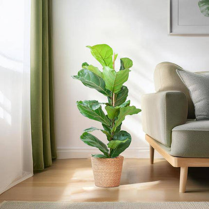 Ficus Lyrata – Geigen – Feige Zimmerpflanze – ca. 80cm hoch – Ø21cm – große dekorative Blätter – inkl. Seegras Korb Sofia Natur