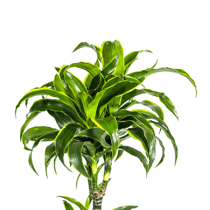 Drachenbaum Dracaena Deremensis Dorado – Zimmerpflanze – Ø27cm Topf – 180 cm Höhe – Elegante, langlebige Blattpflanze