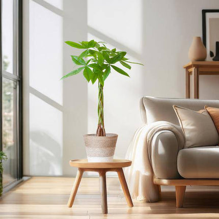 Pachira Aquatica 80cm – Glückskastanie Geldbaum Zimmerpflanze Ø21cm – dekorativer Minibaum mit geflochtenem Stamm im nachhaltigen Jutekorb Lissabon Weiß – luftreinigende pflegeleichte Grünpflanze