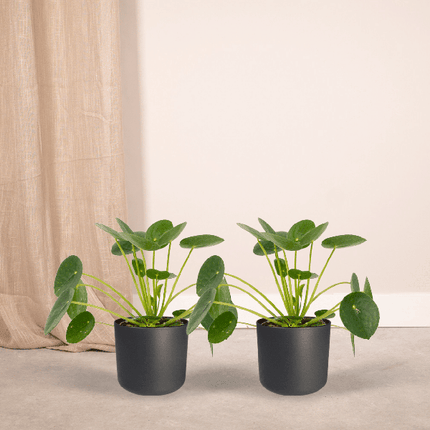 Chinesischer Geldbaum Pilea Peperomioides Zimmerpflanze Ø12cm ↕20cm – pflegeleichte Grünpflanze für Wohnzimmer, Büro & helle Standorte kaufen