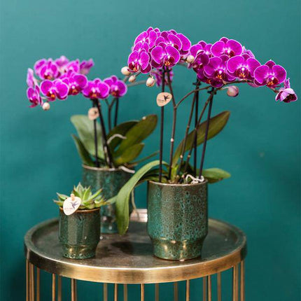 Phalaenopsis Orchideen Morelia Lila – 4 Orchideen – Zimmerpflanze Ø9cm – Orchideen mit 2-3 Blütenstielen – exotische Blütenpracht für Zuhause & Büro
