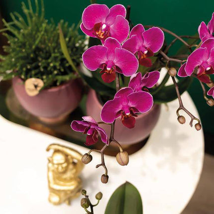 Phalaenopsis Orchideen „Morelia“ – 2 Pflanzen – Fliederfarben – Ø9cm – Blühende Zimmerpflanzen mit 2–3 Zweigen
