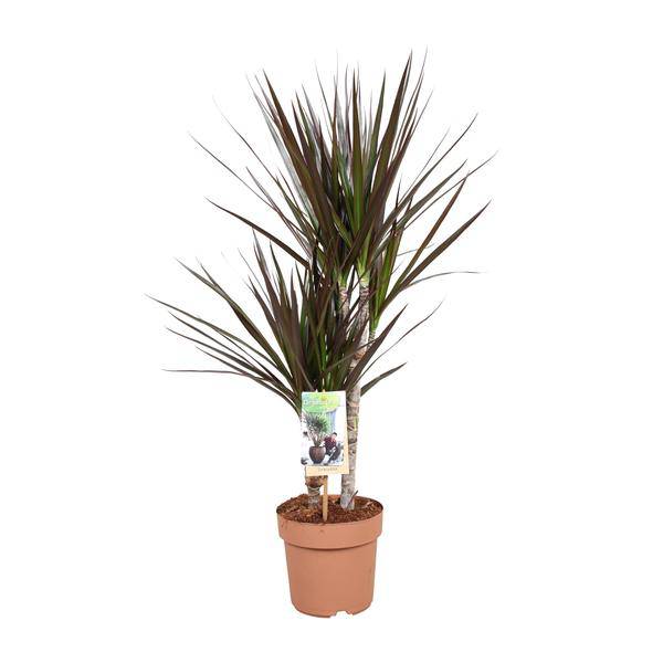 Drachenbaum – Dracaena Magenta – Ø17cm – Höhe ca. 80cm – Pflegeleichte Zimmerpflanze – Tropische Blattschmuckpflanze für Innenräume