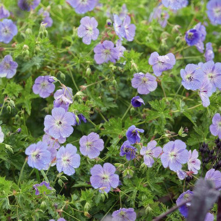 Storchschnabel Geranium Rozanne – 60 Pflanzen – ↕10-25cm – Ø9cm – Robuste Bodendecker-Pflanze – Lilafarbene Blüten von Mai bis Herbst – Pflegeleicht & Krankheitsresistent