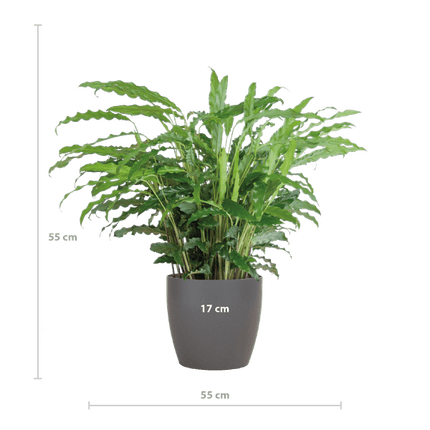 Calathea Rufibarba Korbmarante – Zimmerpflanze Ø17cm – ca. 55cm hoch – samtige Blätter – inkl. Viber Grau Topf
