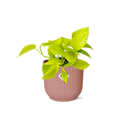 Efeutute Epipremnum Pinnatum Golden Pothos – Zimmerpflanze im dekorativen Topf Vibes Fold 14cm Rosa – pflegeleichte Rankpflanze mit luftreinigenden Eigenschaften