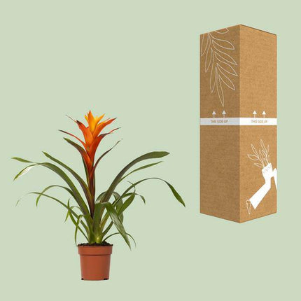 Bromelie – Guzmania Variada – Zimmerpflanze – Ø12cm – ↕50cm – Exotische Blühpflanze für Innenräume – Pflegeleicht & dekorativ