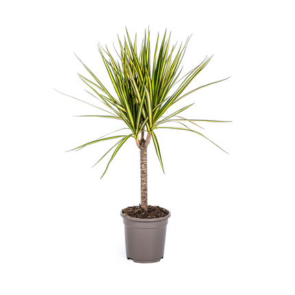 Dracaena Marginata Sunray – Drachenbaum – Zimmerpflanze – Ø17 cm – ↕60-80 cm – Grüne & gelbe Blätter, pflegeleicht