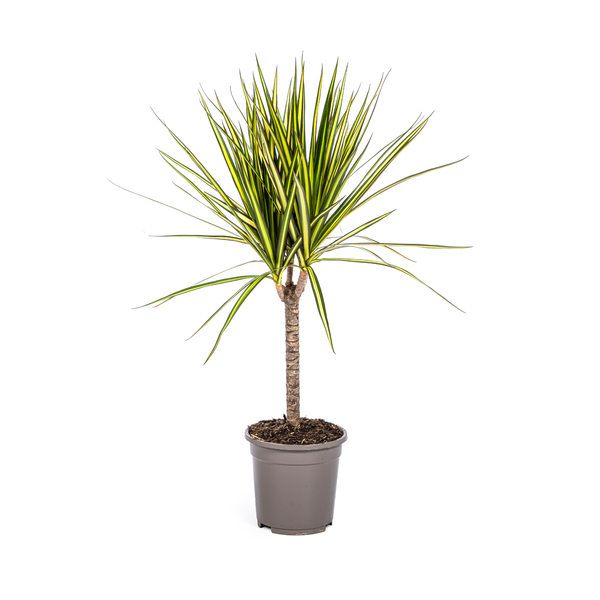 Dracaena Marginata Sunray – Drachenbaum – Zimmerpflanze – Ø17 cm – ↕60-80 cm – Grüne & gelbe Blätter, pflegeleicht