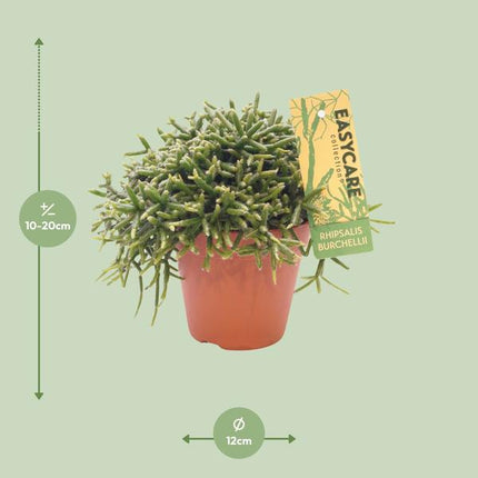 Korallenkaktus Rhipsalis Burchellii – Ø12cm – ↕20cm – Pflegeleichte Zimmerpflanze mit hängenden Trieben – Exotischer Mistelkaktus für Wohnzimmer, Büro & Wintergarten