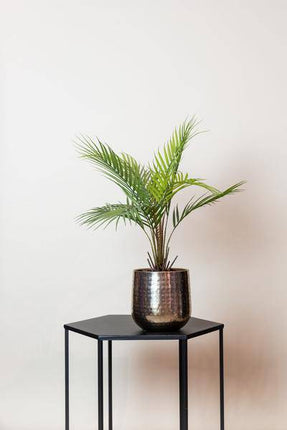 Kunstpflanze Chamaedorea Elegans – Bergpalme – 50cm – künstliche Mini – Palme mit naturgetreuen Fiederblättern – pflegefrei