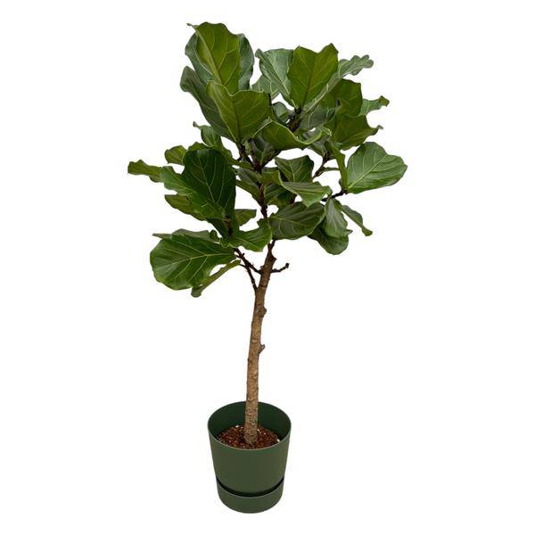 Ficus Lyrata – Geigenfeige/Feigenbaum – 160cm hoch – Zimmerpflanze im Topf Greenville Rund Grün Ø30cm – Große, elegante Grünpflanze mit glänzenden Blättern – Pflegeleichte XXL-Pflanze für Wohnzimmer, Büro & Wintergarten