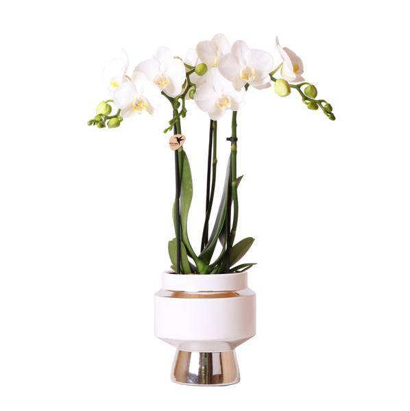 Phalaenopsis Orchidee Weiß – Amabilis – Ø9cm x H40cm – Le Chic Deko – Topf Silber – Blühende Zimmerpflanze mit 2-3 Zweigen