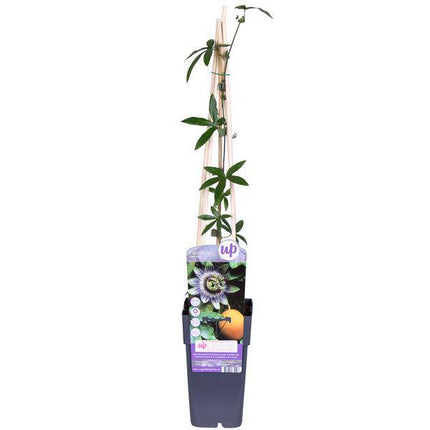 Passionsblume Blau – Passiflora caerulea – Ø15cm – ca. 65cm hoch – Winterharte Kletterpflanze mit exotischen Blüten – Für Pergola, Zaun & Rankgitter