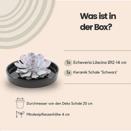 Sukkulente – Echeveria lilacina ROOTLESS – Ø20cm Schale „Schwarz“ – Zimmerpflanze ohne Wurzeln – Pflegeleichte Schnitt-Sukkulente als Tischdeko & Geschenkidee