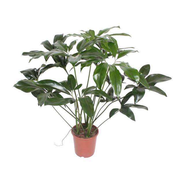 Baumfreund – Philodendron Green Wonder – Zimmerpflanze – 120cm – Ø27cm – tropische Kletterpflanze mit großen herzförmigen Blättern