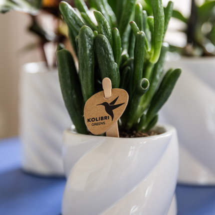 Crassula Hobbit Zimmerpflanze Ø6cm – pflegeleichte Sukkulente für Wohnzimmer, Büro & helle Standorte kaufen