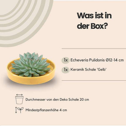 Sukkulente – Echeveria pulidonis ROOTLESS – Ø20cm Schale „Gelb“ – Zimmerpflanze ohne Wurzeln – Pflegeleichte Schnitt-Sukkulente als Tischdeko & Geschenkidee