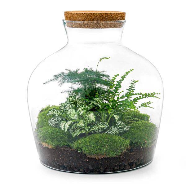 Flaschengarten DIY Set Fat Joe Grün ↕30cm – pflegeleichter Flaschengarten im Glas, Pflanzen Terrarium für Wohnzimmer & Büro