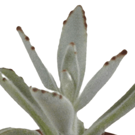 Sukkulenten Mix – 5 Pflanzen– Ø5,5cm Zimmerpflanzen im weißen Glas – Verschiedene Mini-Sukkulenten im Übertopf – Pflegeleichte Pflanzen für Fensterbank, Büro & Wohnzimmer