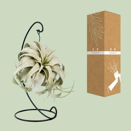 Luftpflanze Tillandsia King Xero – Ø12cm – ↕23cm – Pflegeleichte Tillandsie ohne Erde – Exotische Zimmerpflanze für Wohnzimmer, Büro & moderne Deko