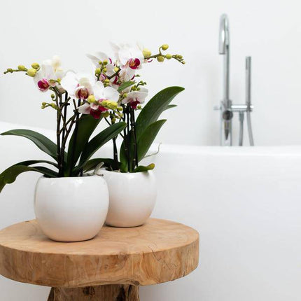 Blumentopf Bowl – Weiß – Keramik – Ziertopf Ø9cm – Handgefertigter Übertopf mit Wellenrand – Für Zimmerpflanzen & Sukkulenten