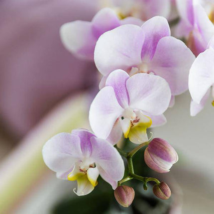 Rosa Phalaenopsis Orchidee Portugal – Ø9cm – Elegante blühende Zimmerpflanze – Perfekt für Innenräume und Geschenke