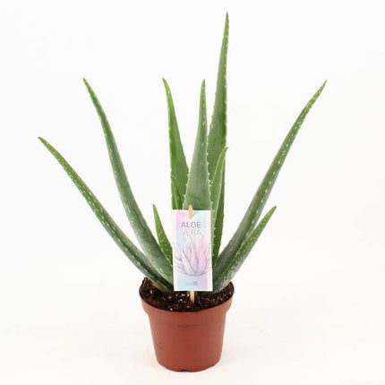 Aloe Vera – Echte Aloe – Zimmerpflanze 45cm – Ø14cm – Sukkulente Heilpflanze mit fleischigen Blättern