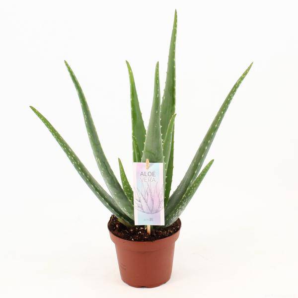 Aloe Vera – Echte Aloe – Zimmerpflanze 45cm – Ø14cm – Sukkulente Heilpflanze mit fleischigen Blättern