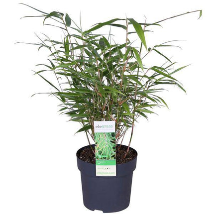 Schirmbambus Fargesia rufa – Kompakter, winterharter Bambus – Ø14cm – ca. 40cm Höhe – Ideal für Garten, Balkon & Teichgestaltung