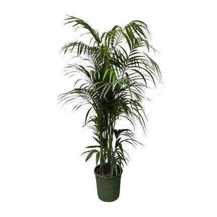 Kentia-Palme – Howea forsteriana – Zimmerpflanze 230cm – Ø38cm – Exklusive XXL-Palme mit eleganten Wedeln – Tropische Kübelpflanze für Wohnzimmer, Büro & Wintergarten – Pflegeleicht