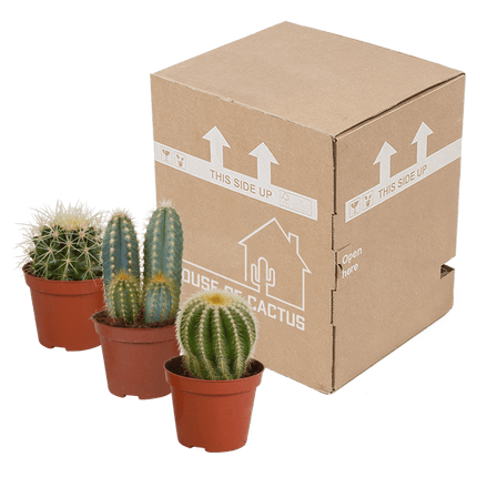 Kakteen Mix – 3 Zimmerpflanzen – Ø8,5cm – Verschiedene Kakteen im Mix – Pflegeleichte Sukkulenten – Mini-Kakteen für Fensterbank, Büro & Wohnzimmer