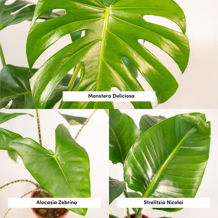 Zimmerpflanzen Set – Monstera Deliciosa Ø21cm ↕75cm + Alocasia Zebrina Ø19cm ↕75cm + Strelitzia Nicolai Ø19cm ↕85cm – Tropisches Pflanzenset – Luftreinigende Grünpflanzen für Wohnzimmer, Büro & Wintergarten